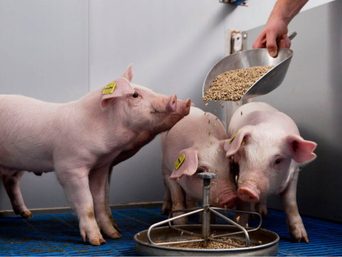 Борьба с болезнями и стрессом у свиней: как правильное питание и добавки могут в этом помочь