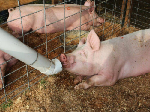 Инновации в премиксах и добавках: последние тенденции в кормление свиней
