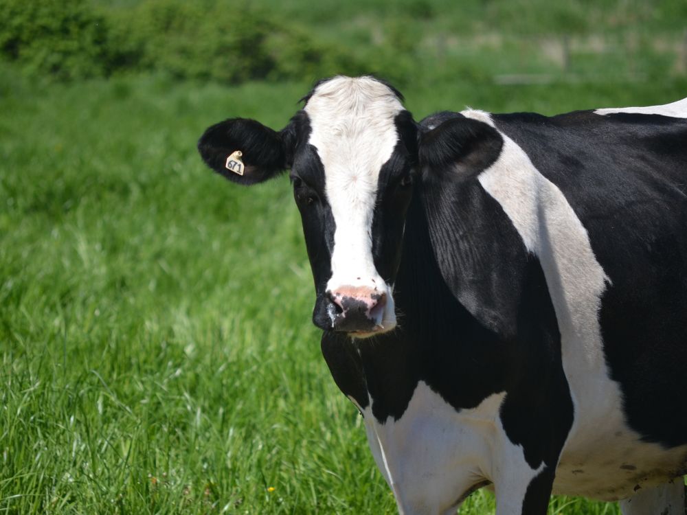 Как неполноценное питание перед отёлом может повлиять на здоровье коров
