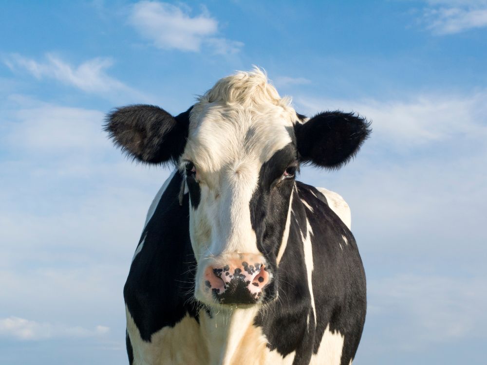 Глюкопластичные субстанции в кормах для животных - Что это такое и почему они важны для коров?