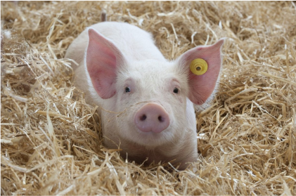 Роль премиксов в откормке свиней