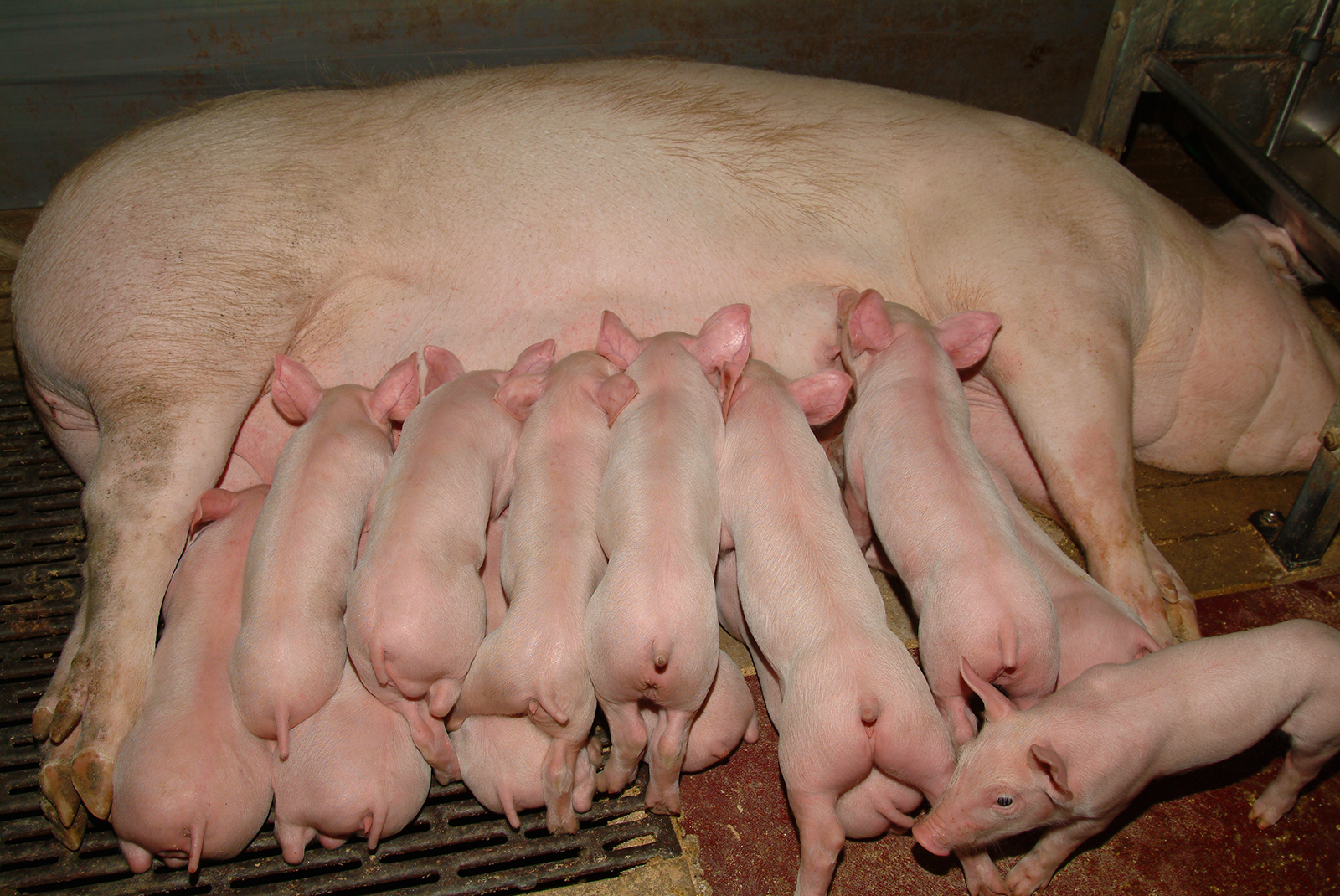 Будущее кормления свиней - с пробиотиками