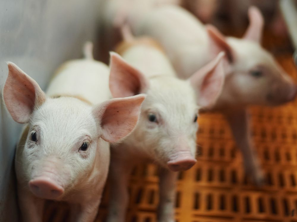 Эффективное кормление откормочных свиней
